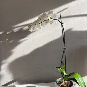 White Orchid