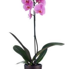 Purple orchid